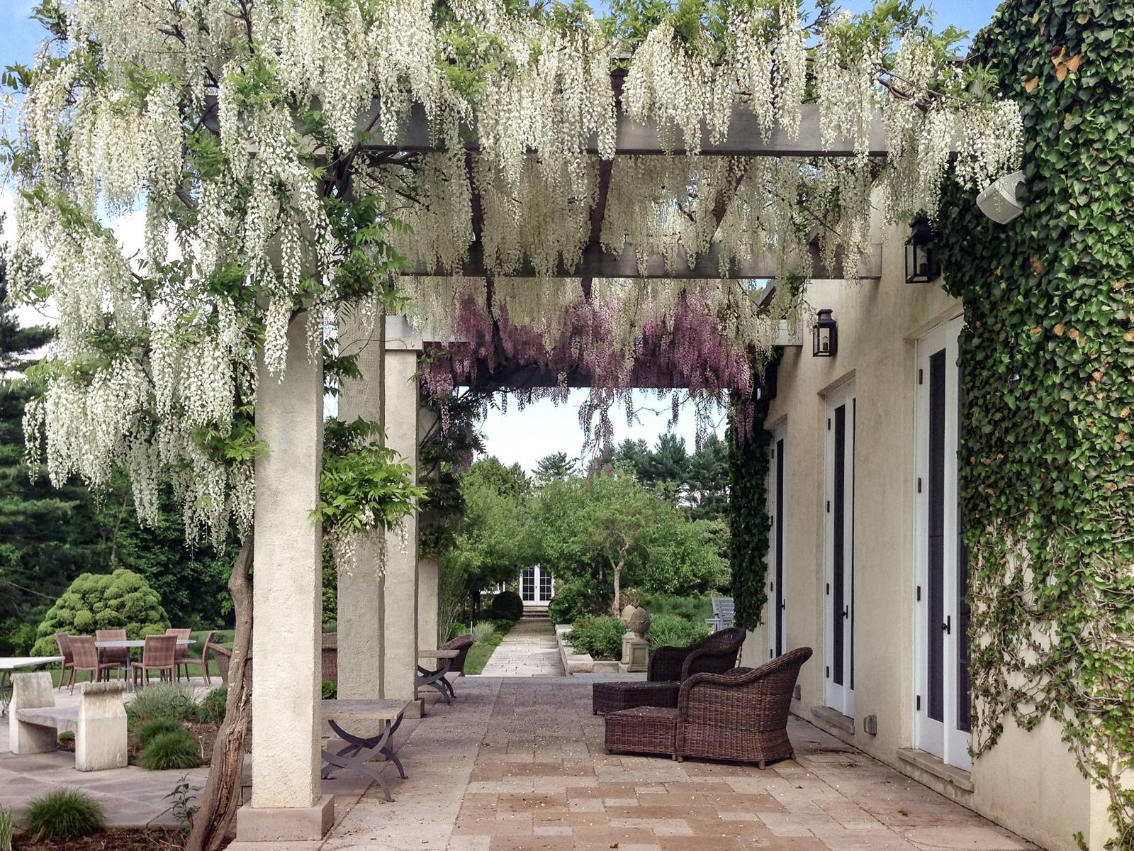White and lavender wisteria over a pergola walk beside the house