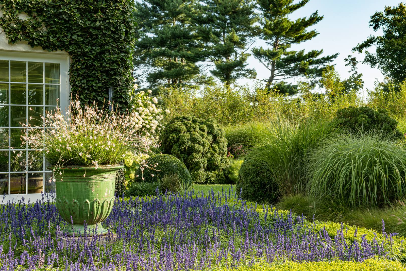 Green glazed urn of white gaura above blue salvia and clipped boxwood