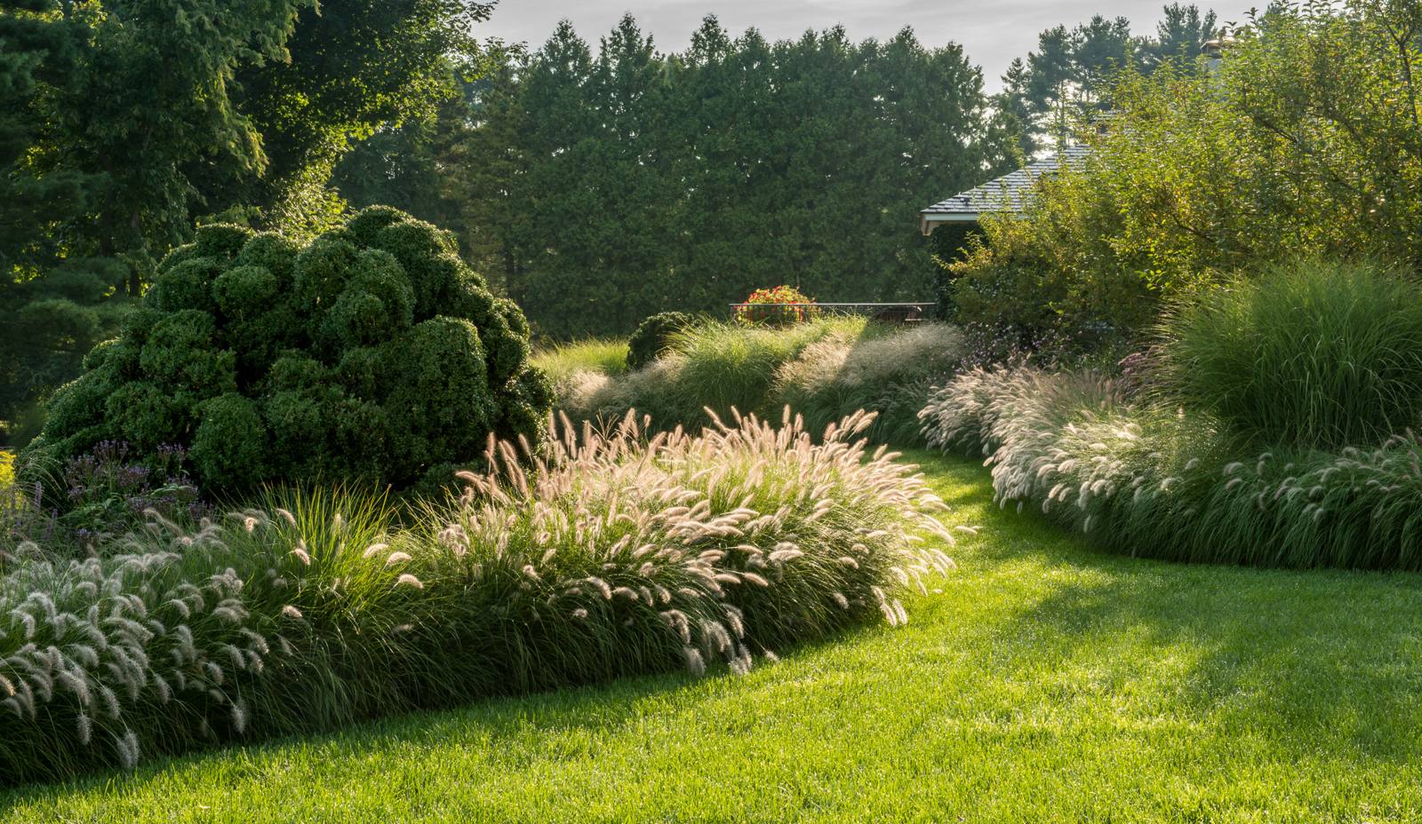 Fountain grass and boxwood along a sweeping lawn at sunrise