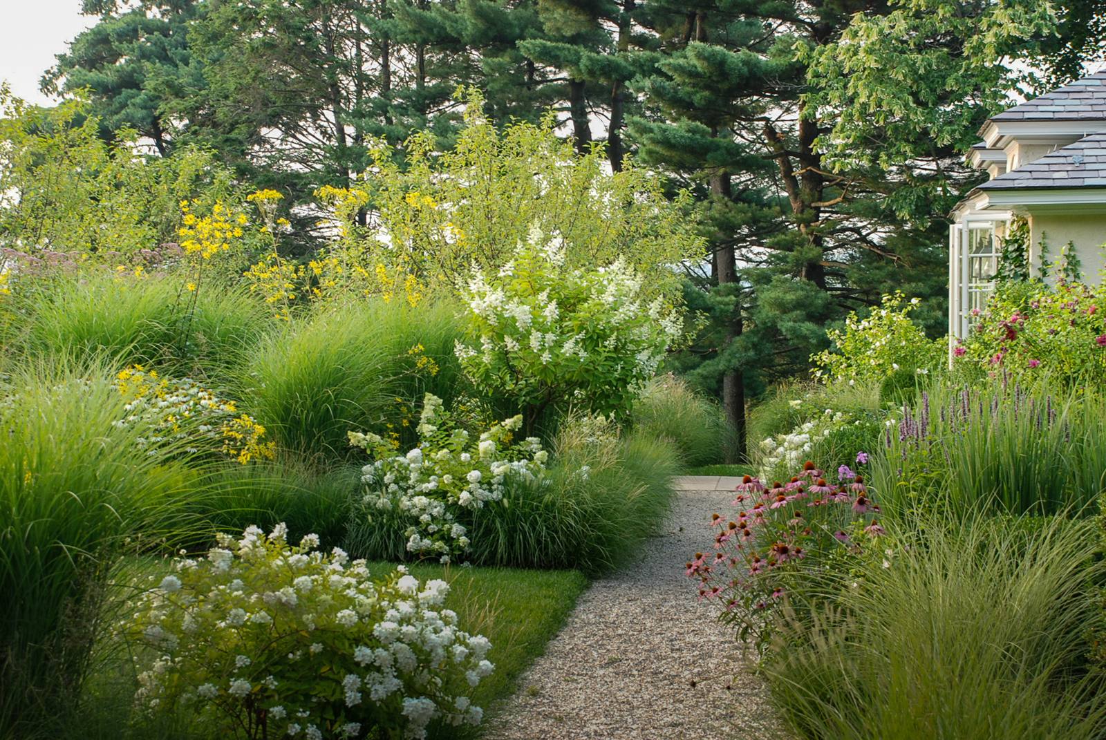 Gravel path through white hydrangeas, grasses and coneflowers