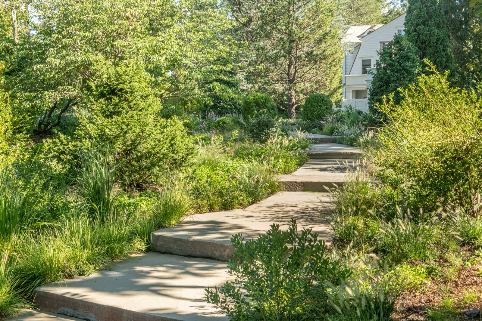 Bluestone steps winding through grasses and shrubs