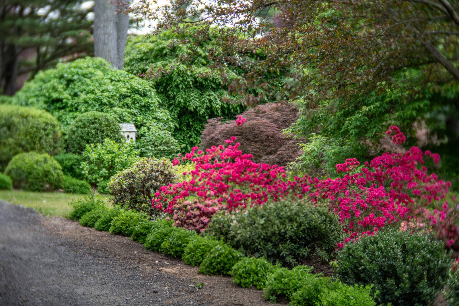 Red azaleas and a Japanese maple beside the driveway