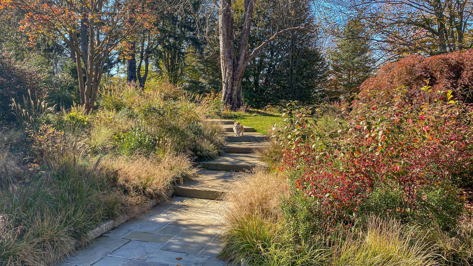 Corgi on stone steps in an autumn garden of red berries and grasses