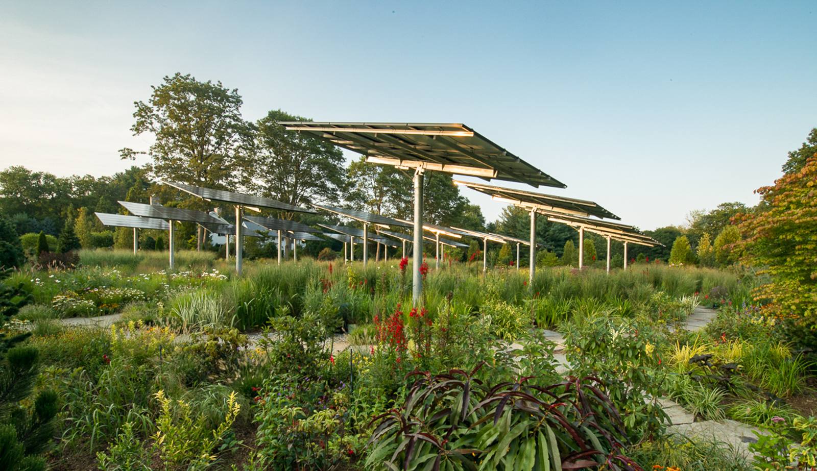 Wide view of the solar orchard in late summer