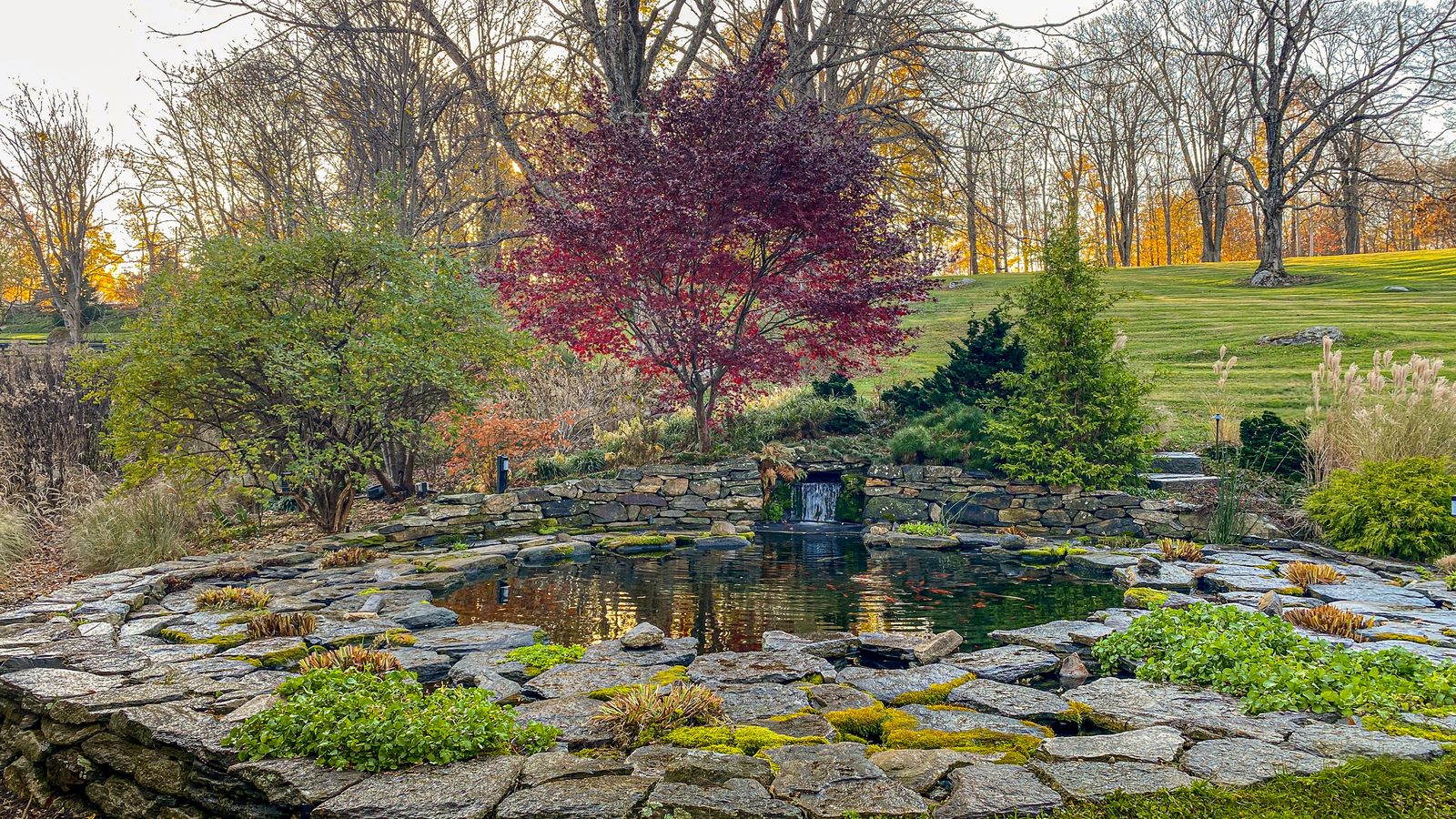 Stone-edged pond and small waterfall beneath a red Japanese maple in autumn